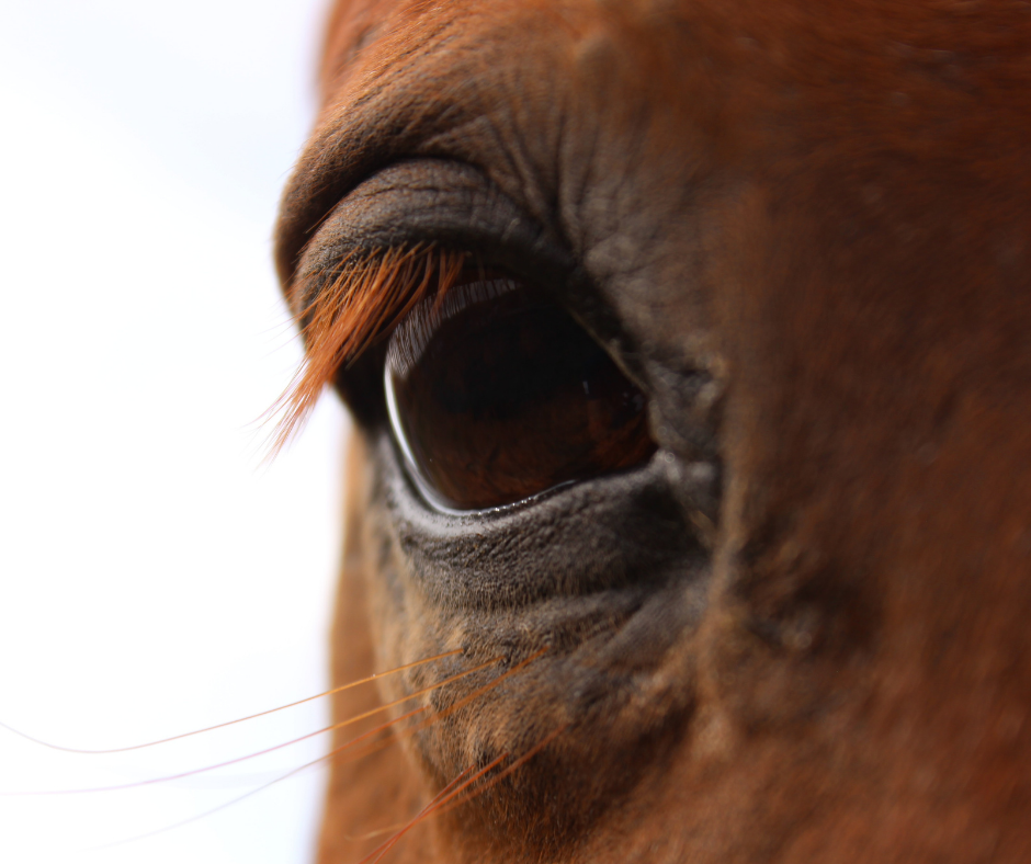 Horses eye close up