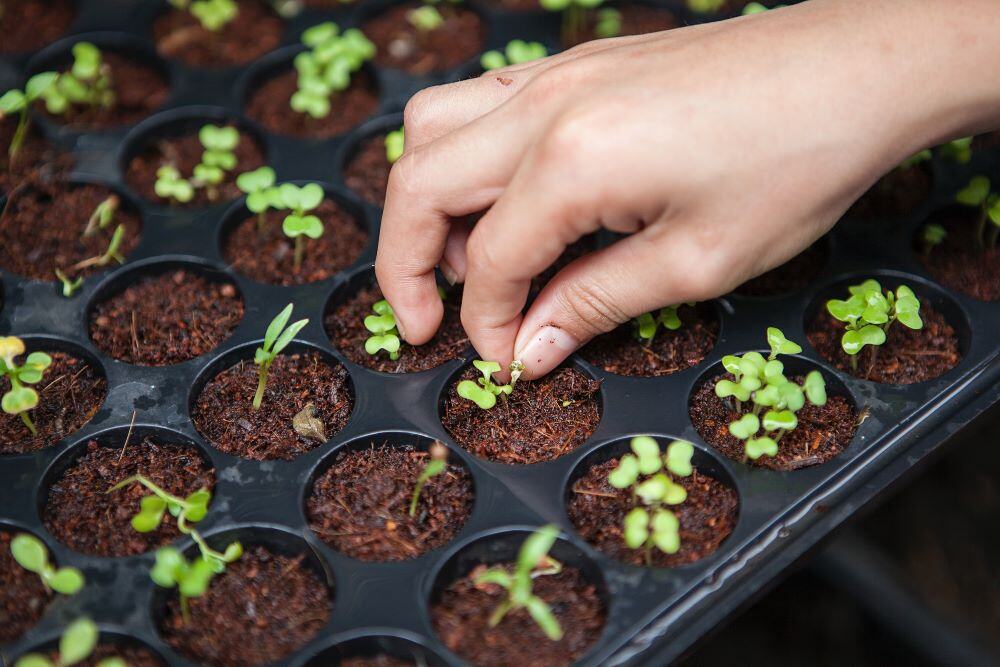 A tray of seedlings growing and a hand picking them